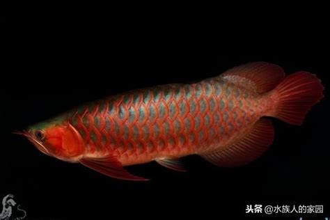 辣椒紅龍幼魚|紅龍魚:紅龍魚簡介,外形特徵,生活習性,雌雄分辨,繁殖。